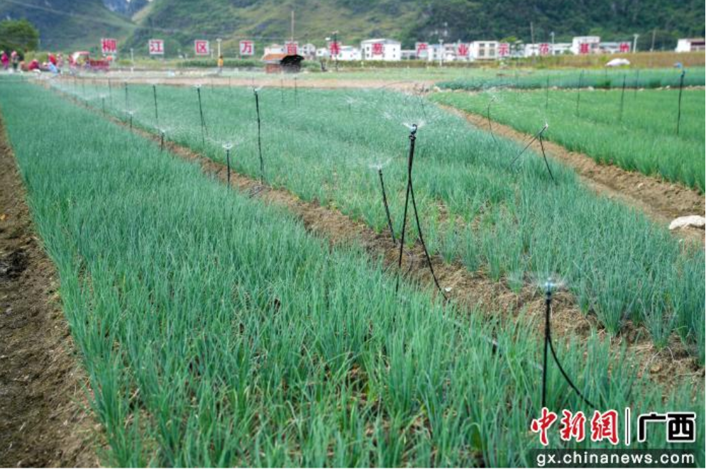 “一棵葱”“一朵荷”“一只笼”解锁柳江国际魅力